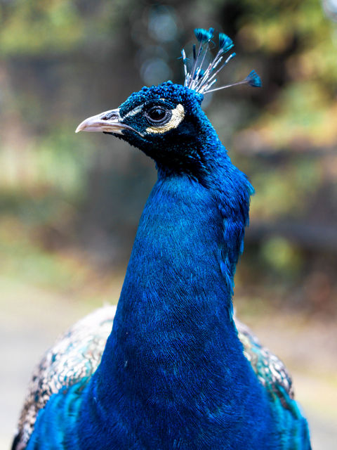 Peacock