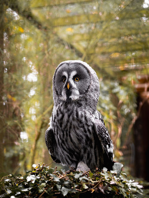 Great Grey Owl