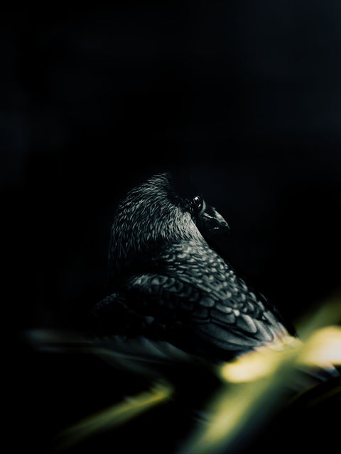 Raven