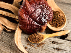 Vitalpilz Reishi frisch und Pulver auf Löffel