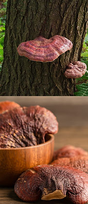 Reishi wachsend an einem Baum im Wald und Reishi gepflückt in einer Schale mit Reishi-Pulver daneben auf einem Tisch