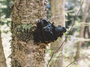 Der Schiefe Schillerporling namens Chaga