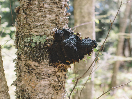 Der Schiefe Schillerporling namens Chaga