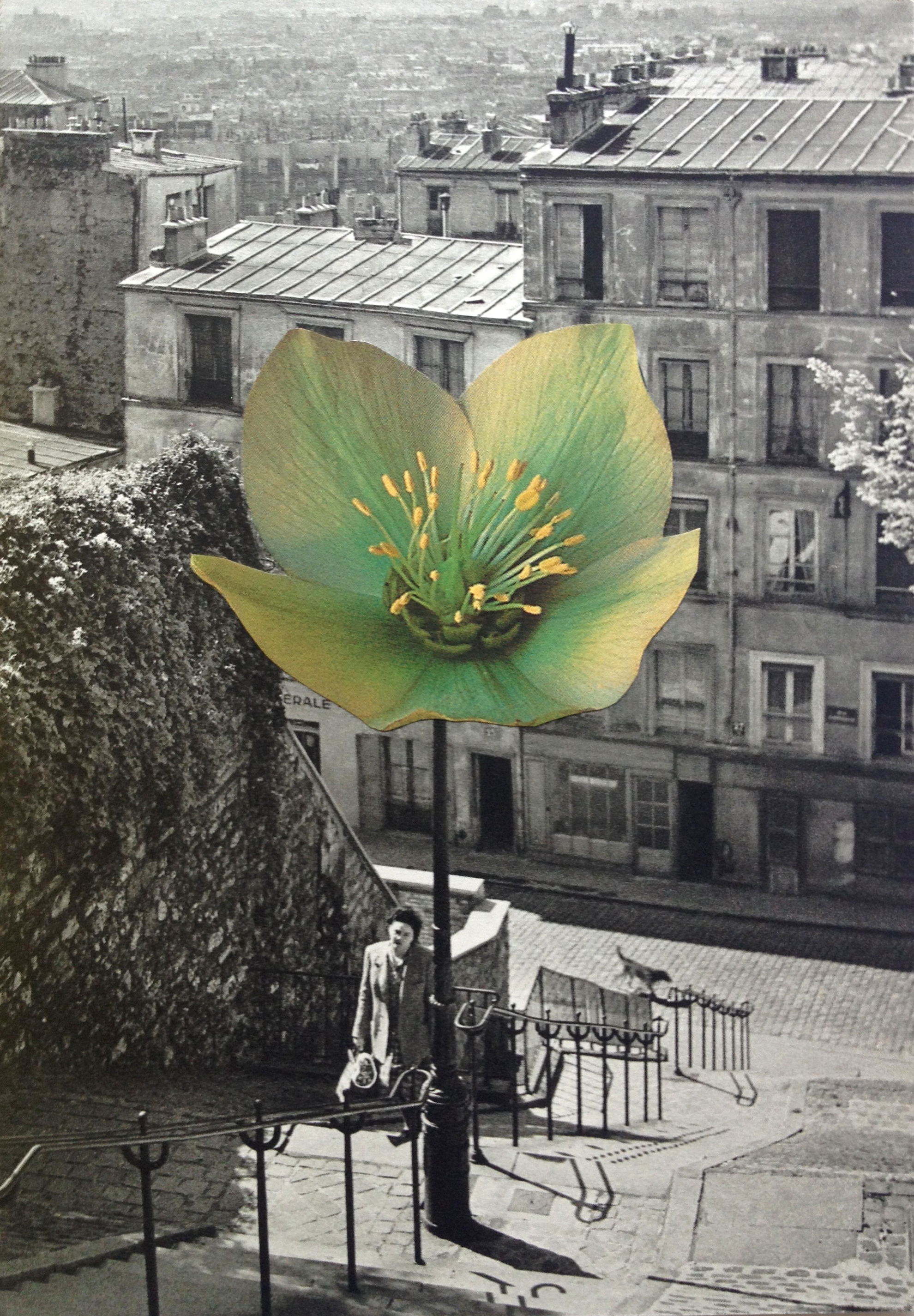 FLEUR A PARIS