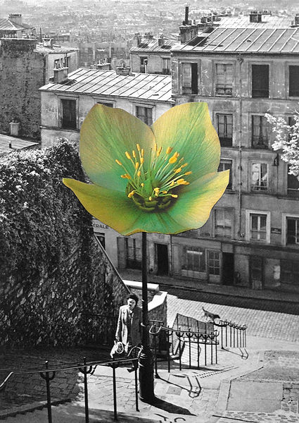 CLINTON GORST. FLEUR A PARIS UPSTAIRS.ANALOG COLLAGE