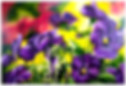 Violets.jpg
