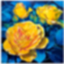Yellow Rose.jpg