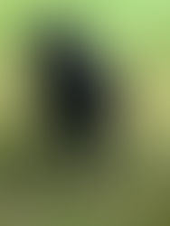 Mocktrial für Ayden