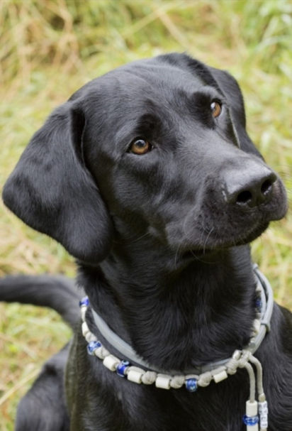 Ben besteht die APD/R