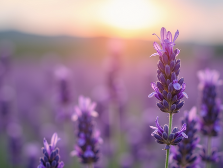 Enhance Your Mental Wellness with Soothing Lavender Essentials