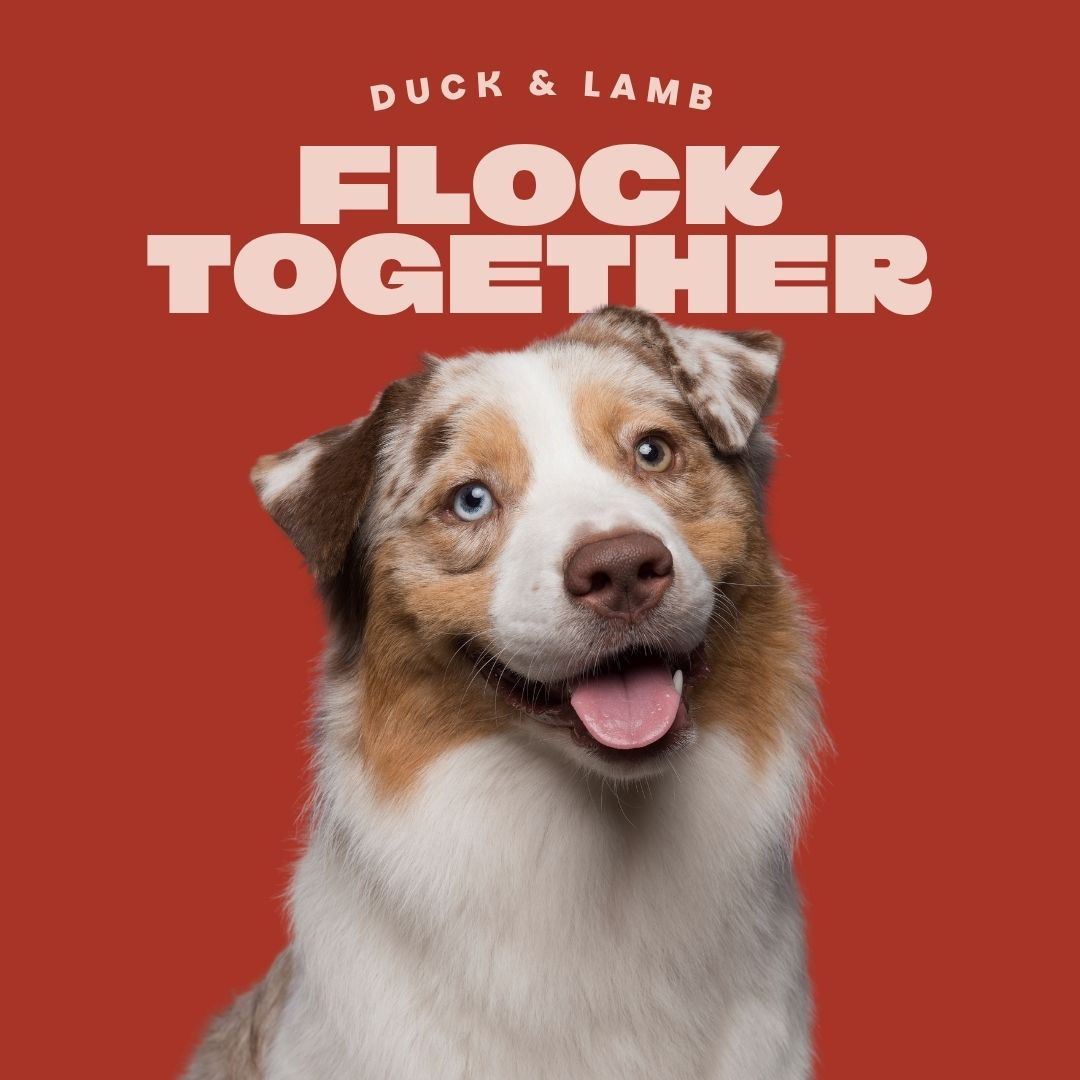 Duck & Lamb 80/10/10 Complete Raw Dog Food 454g