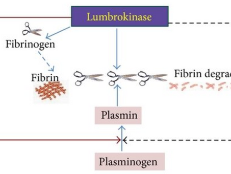 Nattokinase vs. Lumbrokinase Rumors