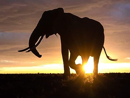 9 days Icon luxury safari across iconic destination