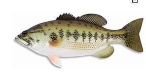 fish.jpeg