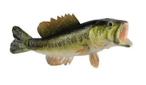 fish2.jpeg