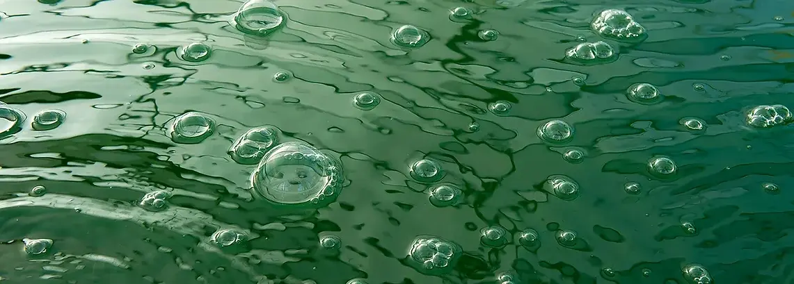 Bassin de spiruline - Spiruline du rocher