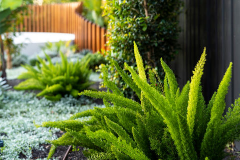 Sutherland-Shire-Corey-Fox-Landscaper-Garden and Planting