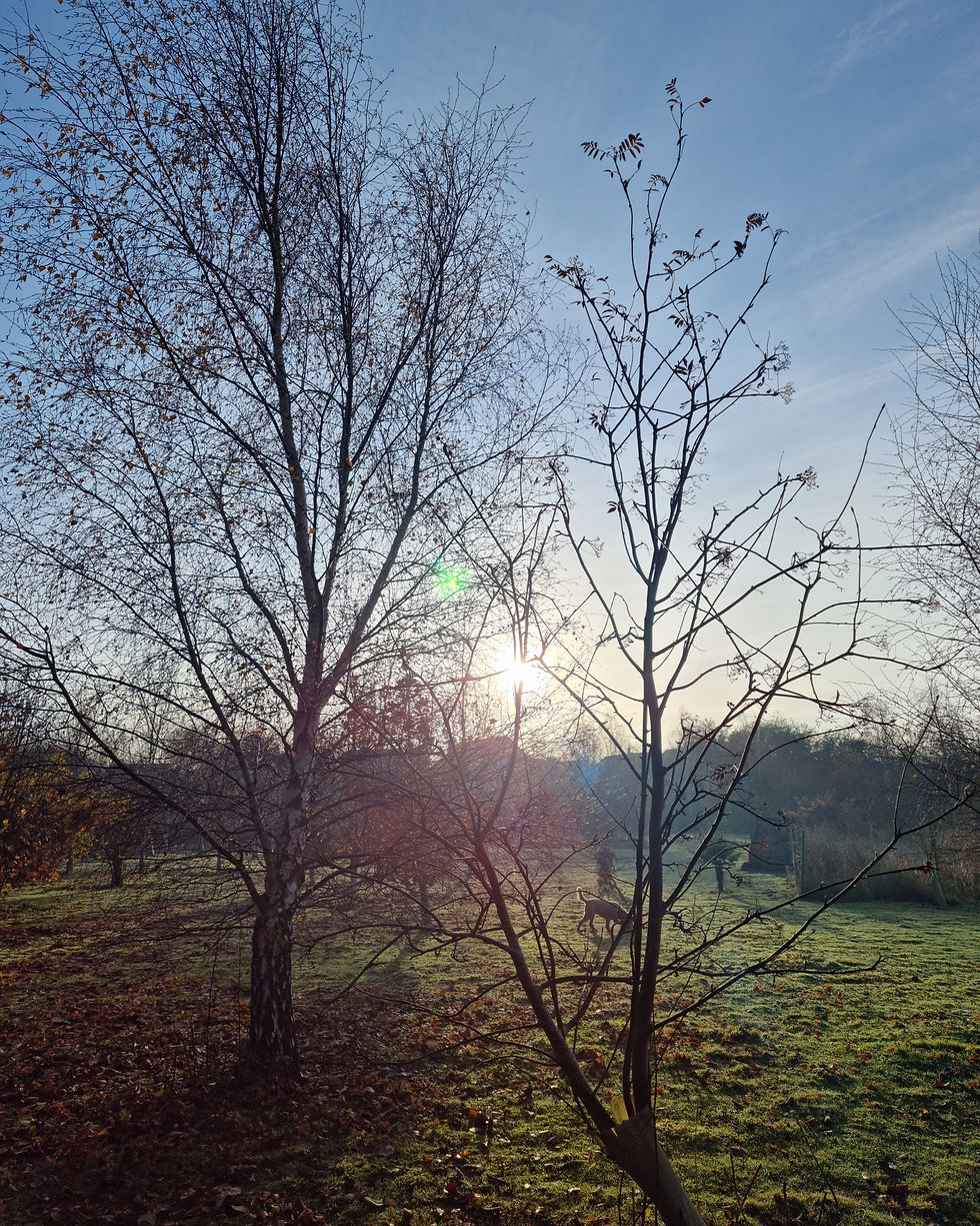 The Memorial Wood, Lower Halstow