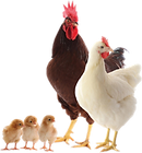 Formation sur les bonnes pratiques d’élevage de poussins » 20. « Solution clé en main pour le démarrage d’un élevage de poussins