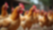 Guide pour l'élevage de poulets en Guinée avec MDL-MAMOU