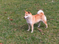 Yahamada - Canil Akatsuki