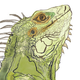 IGUANA FINITA.jpg