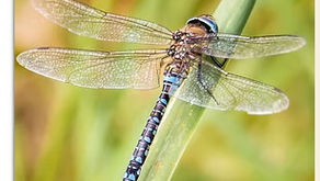 Clapton Green Gym Fri 11 July 10.45 -14.00