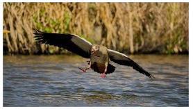 East London Festival of Nature 25 June - 5 July