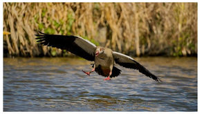 East London Festival of Nature 25 June - 5 July