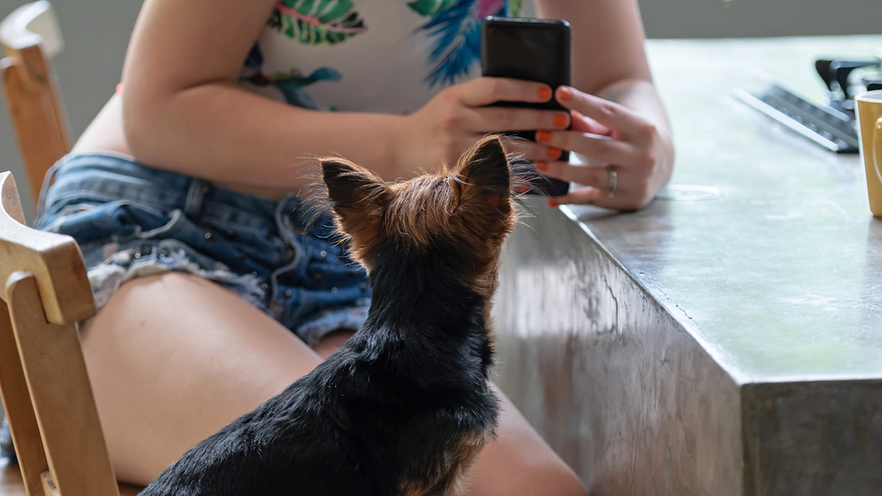 A close up of a person taking a photo of their small dog