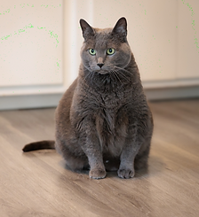 SuChang, a gray cat looking off to the side