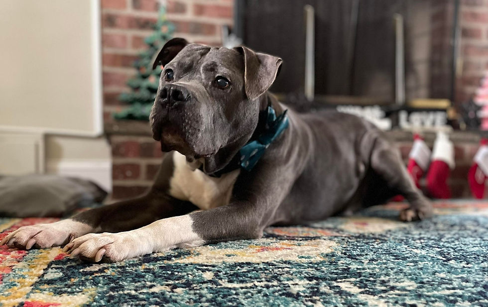 A big grey dog wearing a Christmas tie posing in front of stockings on a fireplace