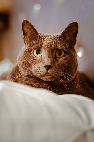 SuChang Chief Whiskey Operator