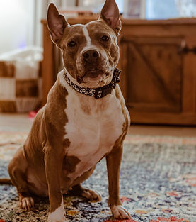 Baby, a pocket pittie dog