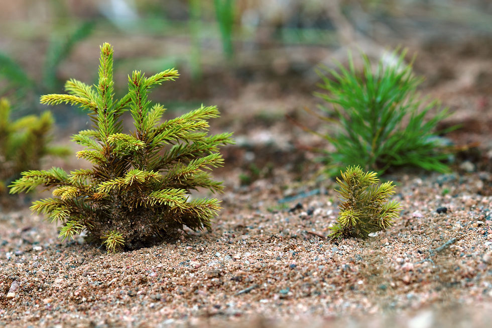 Afforestation and regrow forests. Young fir tree and pine planted (regrowth) on plot with