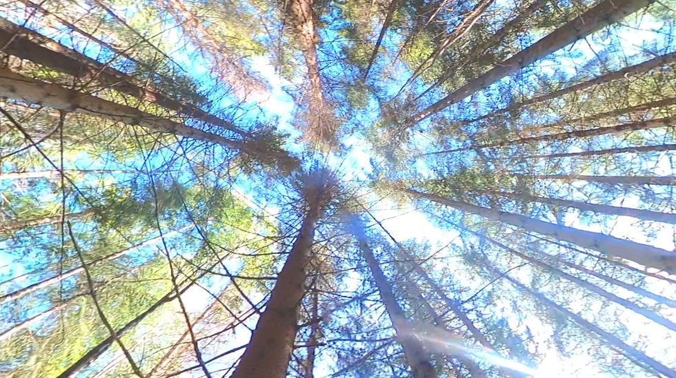 Resistance of the Forest