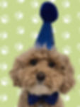 Apricot poodle wearing a blue dog birthday hat celebrating with Kookies Cookies dog treats in Calgary