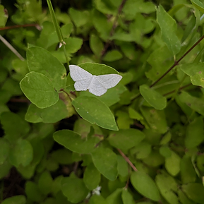 White moth resting on snowberry leaves, Northern Idaho, USA