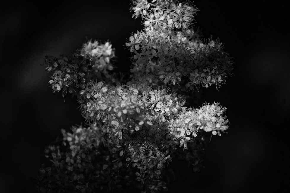 bnw floral