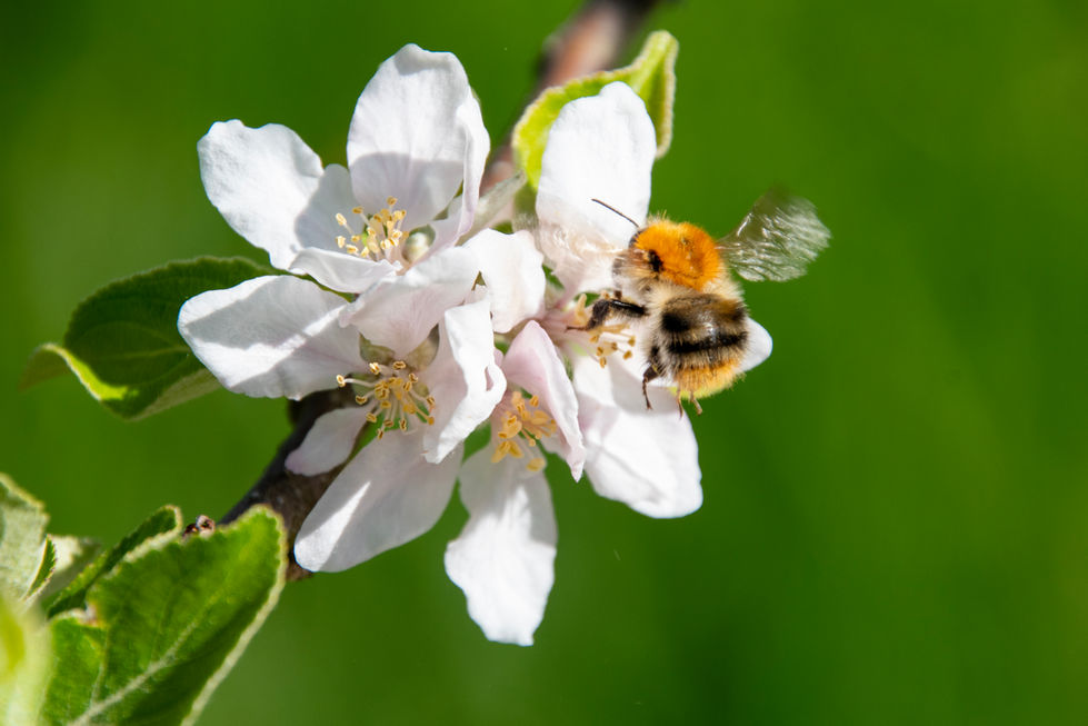 Frühlingserwachen Sabine Huber 2.jpg