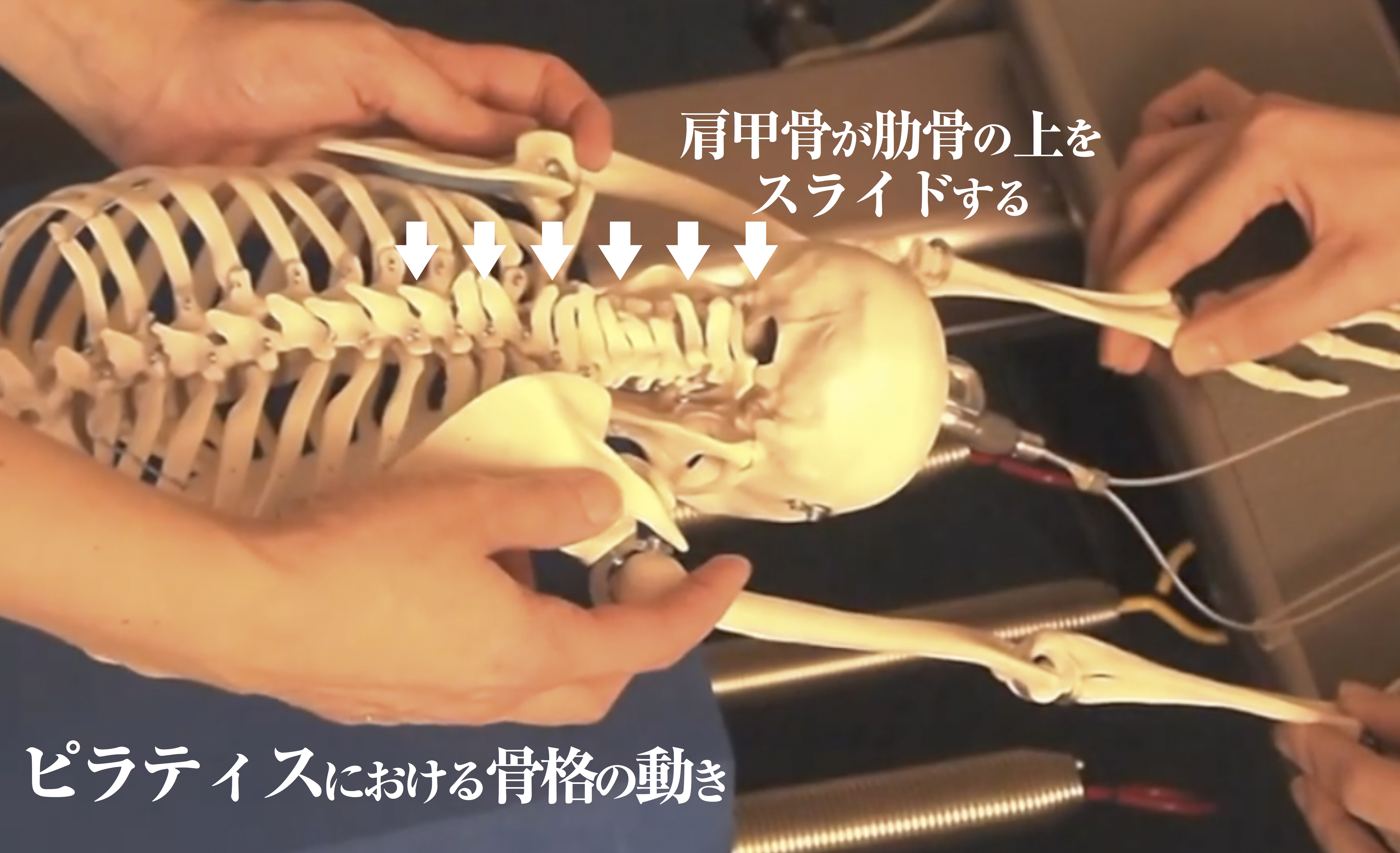 ピラティスにおける骨格の動き