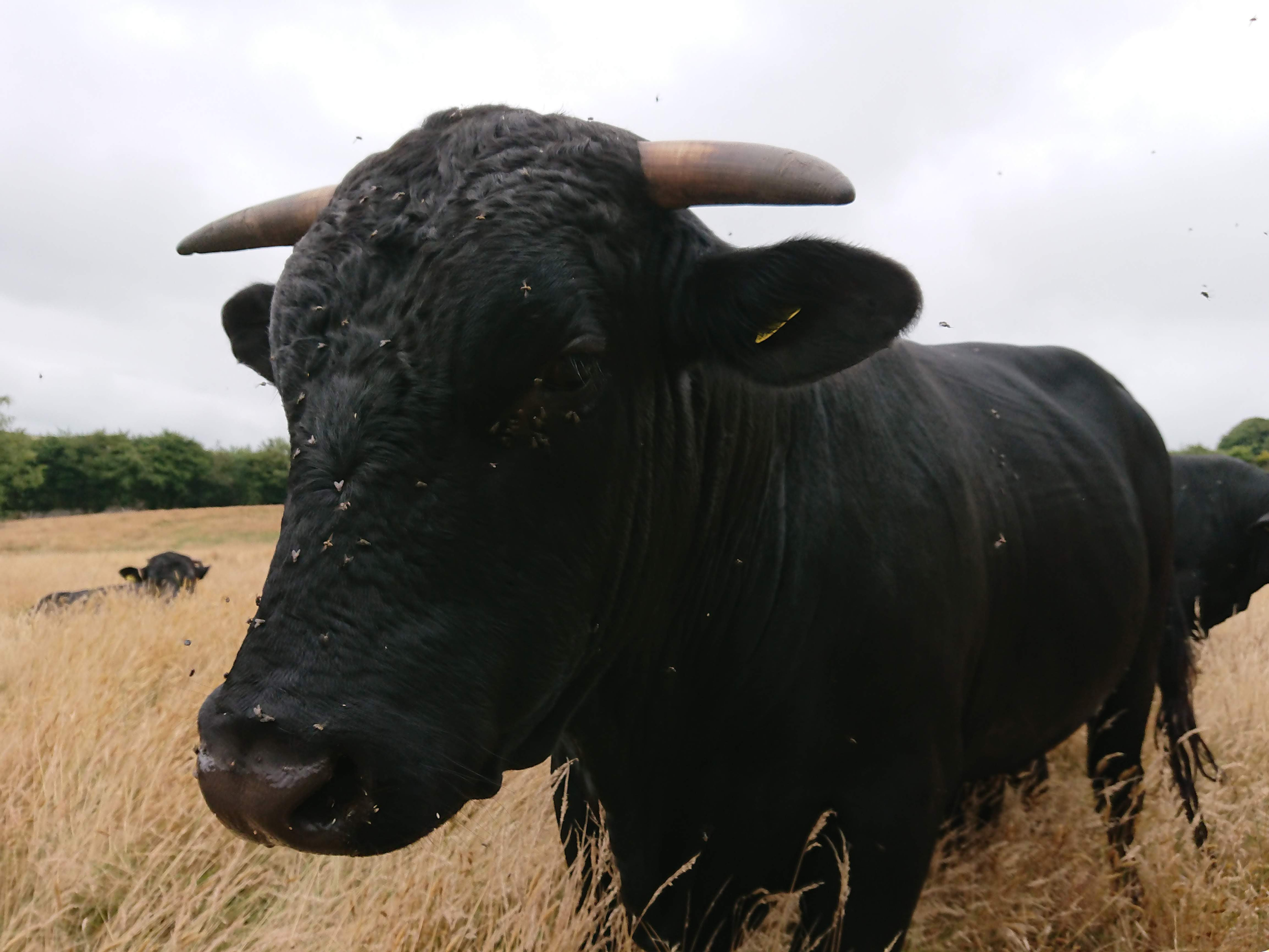 Aberdeen Angus Meat Box 10kg