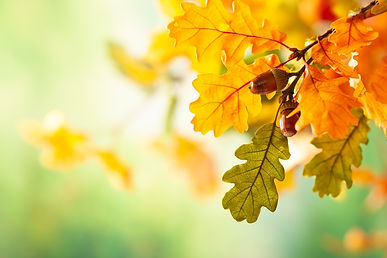 AdobeStock_282113007.jpeg