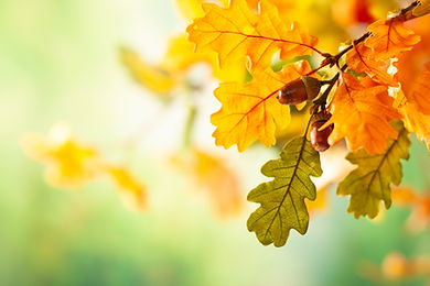 AdobeStock_282113007.jpeg