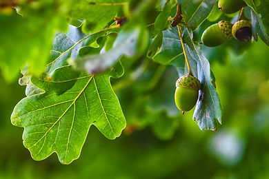 AdobeStock_87682250.jpeg