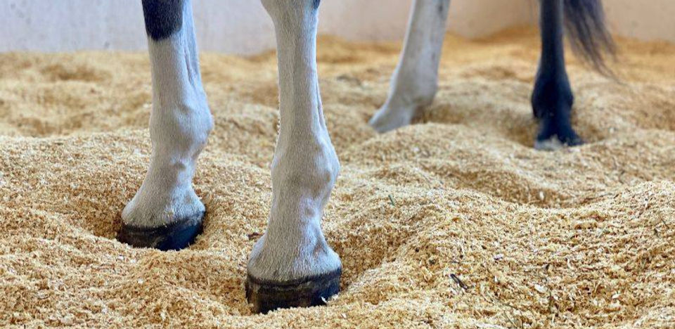 Horse Standing on Shavings 1_edited.jpg