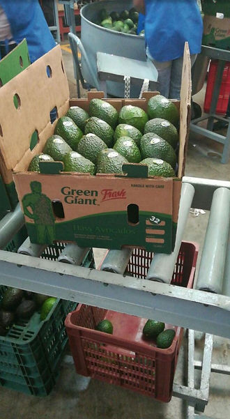green giant box.jpg