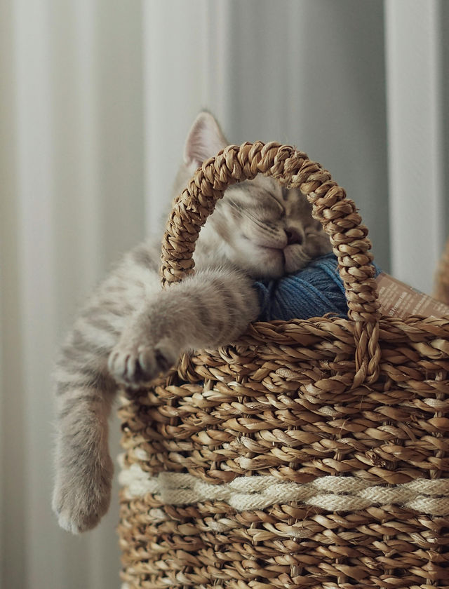 cats