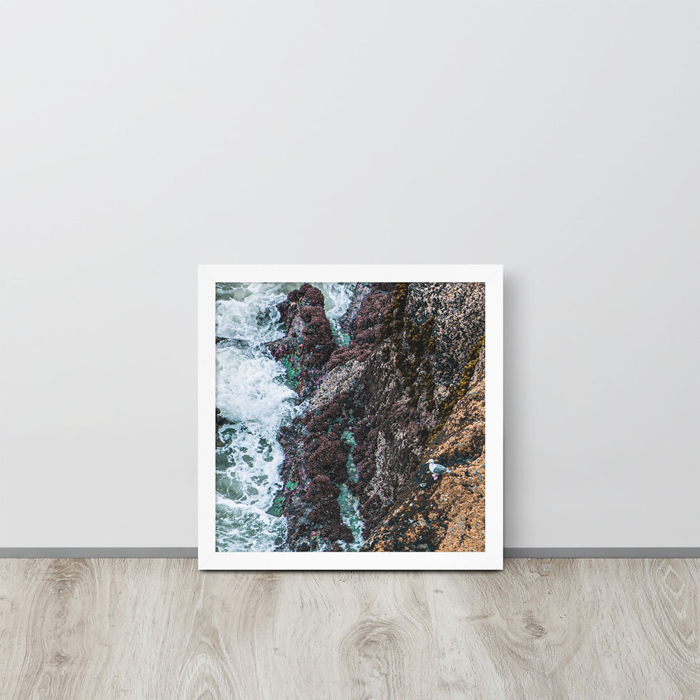 Thumbnail: Seagull on the Rocks Framed poster