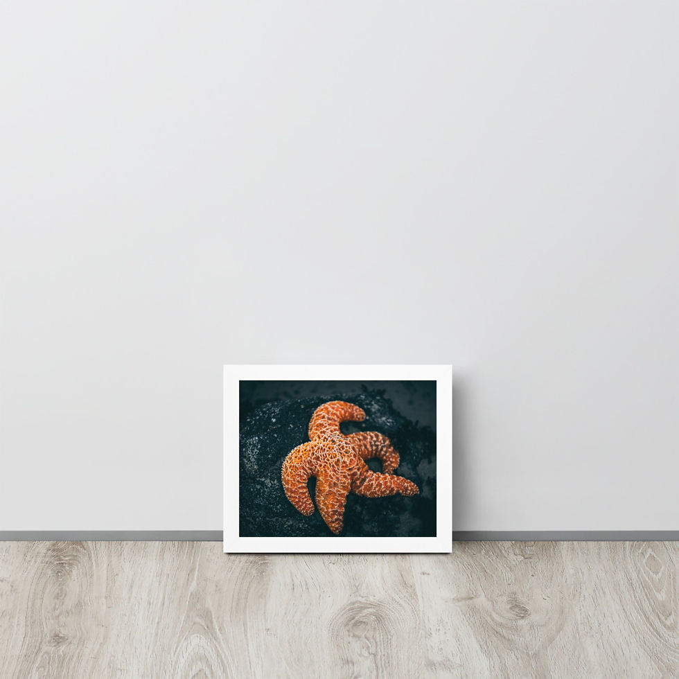 Thumbnail: Starfish Framed poster